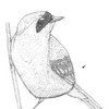 A drawing of a yellow-throated warbler by Joel Gilb